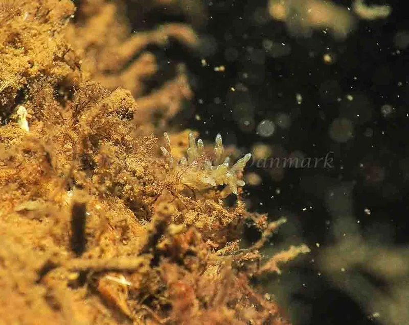 Eubranchus rupium - Kollund Mole - Foto: Jens Egon Jørgensen
