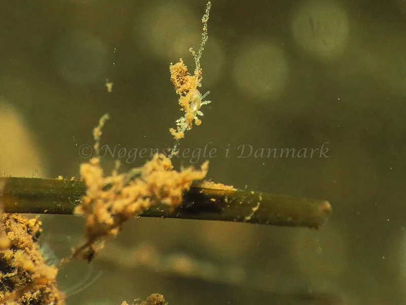 Eubranchus scintillans - Kollund Mole - Foto: Jens Egon Jørgensen