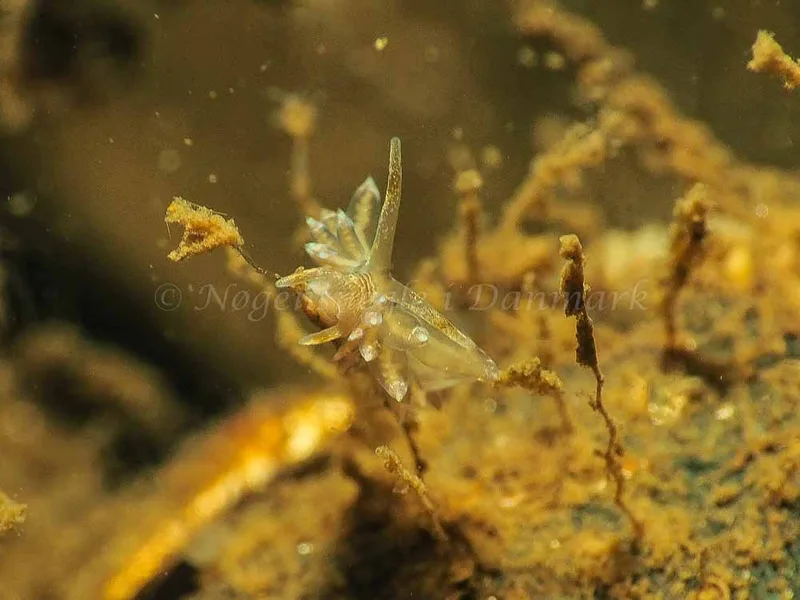 Amphorina viriola - Kollund Mole - Foto: Jens Egon Jørgensen
