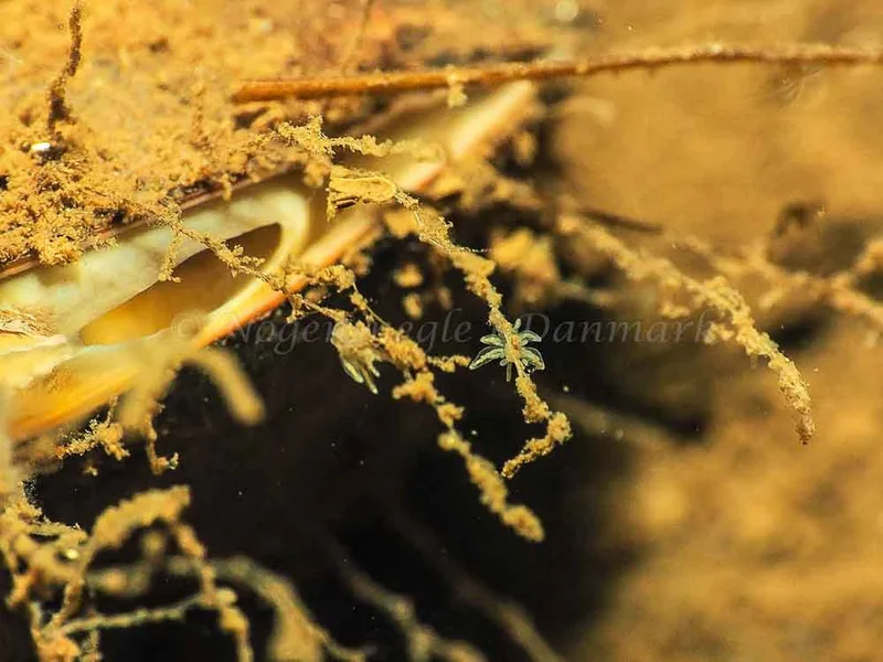 Amphorina viriola - Kollund Mole - Foto: Jens Egon Jørgensen
