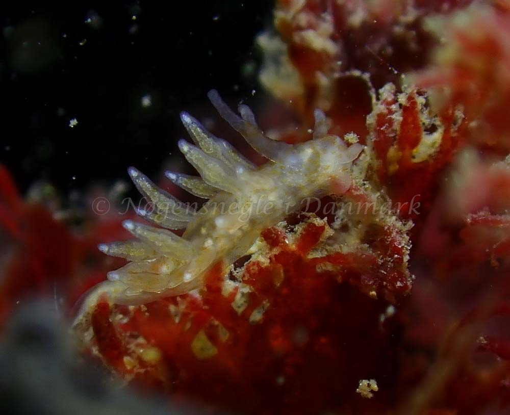 Eubranchus scintillans - Tjærepletten - Foto: Ivar Albertsen