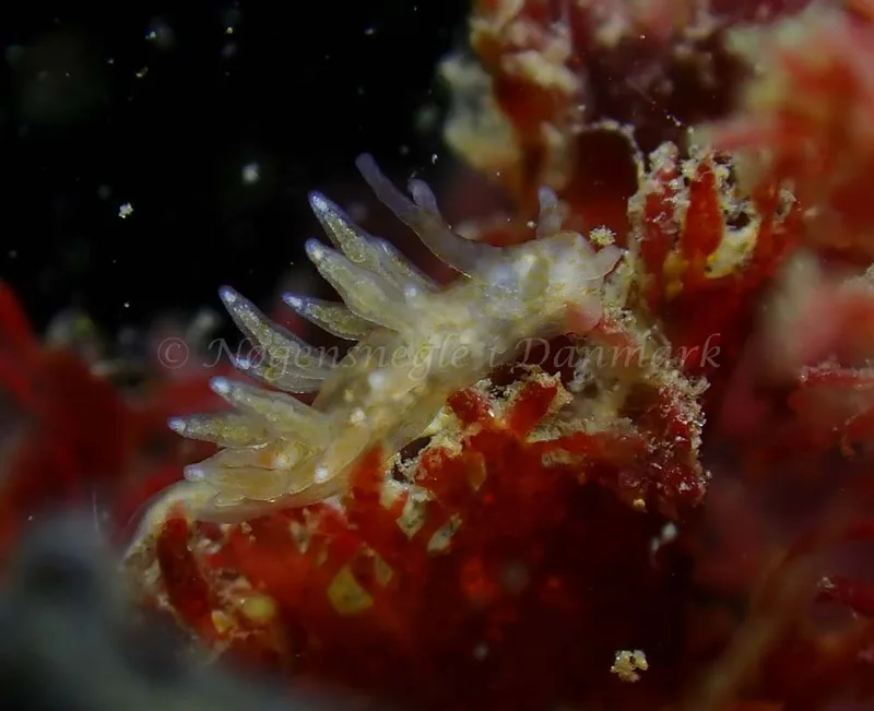 Eubranchus scintillans - Tjærepletten - Foto: Ivar Albertsen