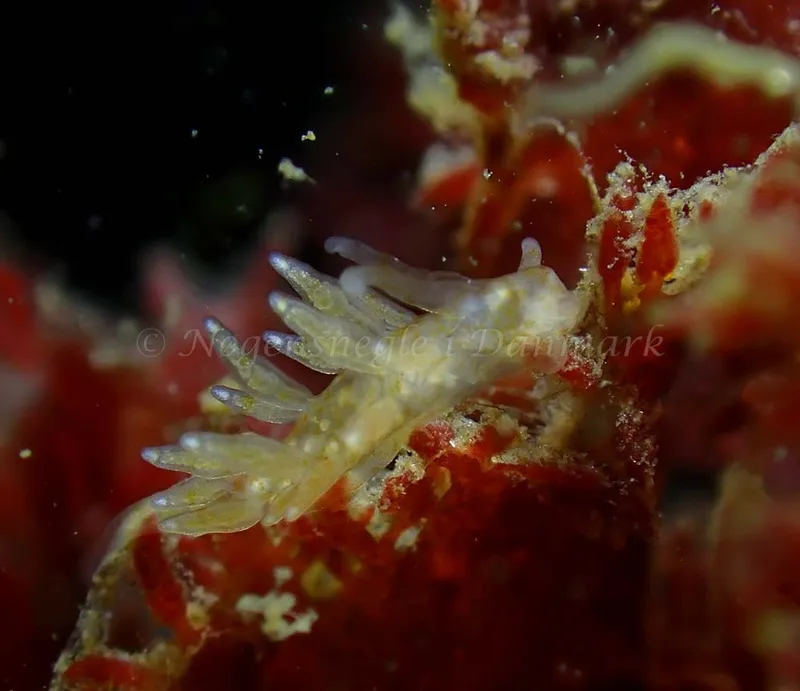 Eubranchus scintillans - Tjærepletten - Foto: Ivar Albertsen
