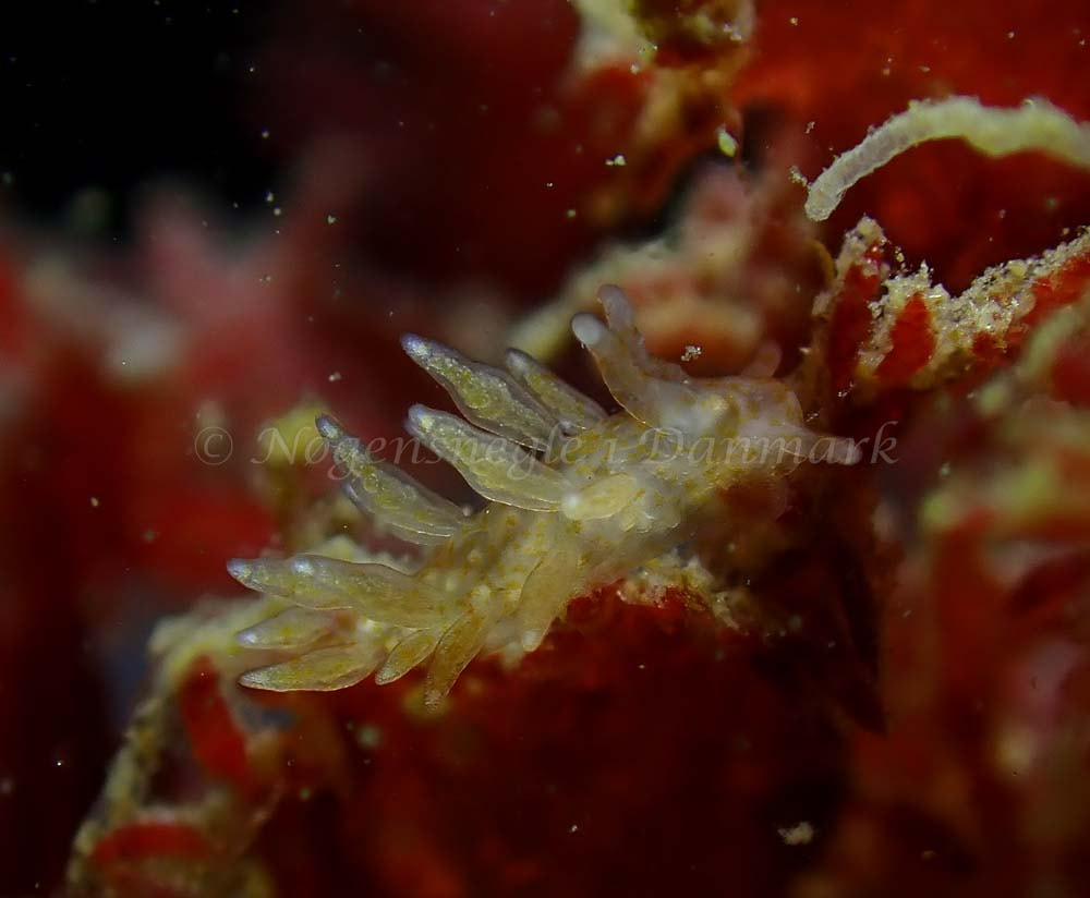 Eubranchus scintillans - Tjærepletten - Foto: Ivar Albertsen