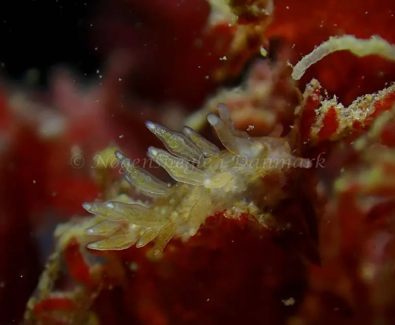 Eubranchus scintillans - Tjærepletten - Foto: Ivar Albertsen
