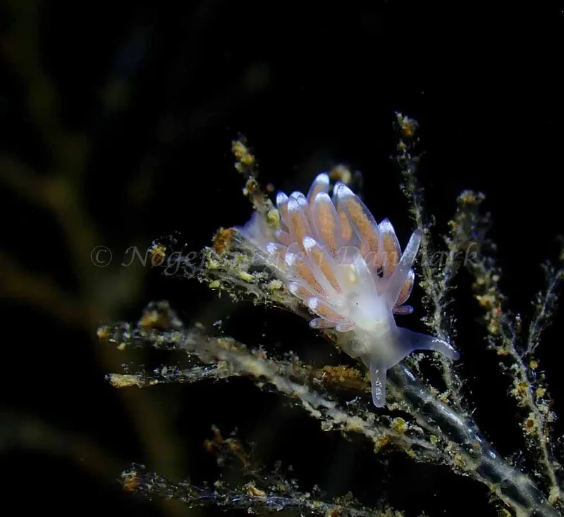 Cuthonella concinna - Ammoniakhavnen - Foto: Ivar Albertsen