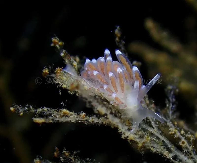 Cuthonella concinna - Ammoniakhavnen - Foto: Ivar Albertsen