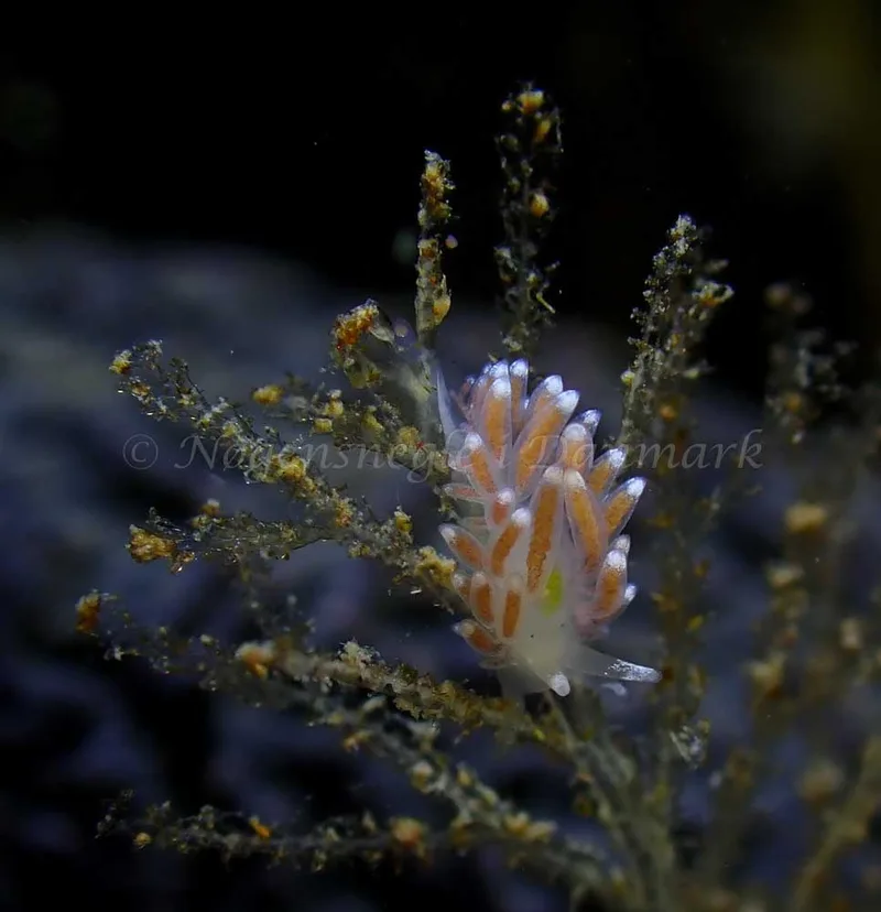 Cuthonella concinna - Ammoniakhavnen - Foto: Ivar Albertsen