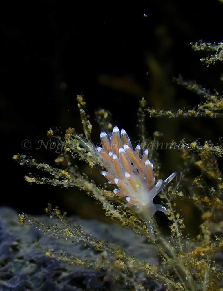 Cuthonella concinna - Ammoniakhavnen - Foto: Ivar Albertsen
