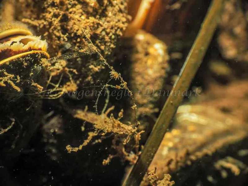Eubranchus scintillans - Kollund Mole - Foto: Jens Egon Jørgensen