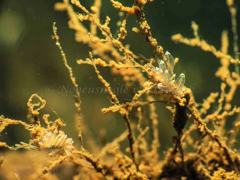 Amphorina viriola - Kollund Mole - Foto: Jens Egon Jørgensen