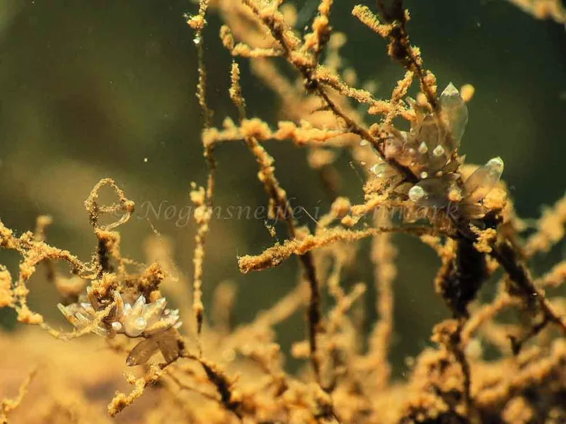 Amphorina viriola - Kollund Mole - Foto: Jens Egon Jørgensen