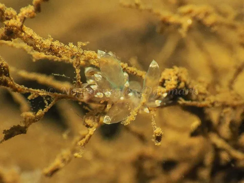 Amphorina viriola - Kollund Mole - Foto: Jens Egon Jørgensen