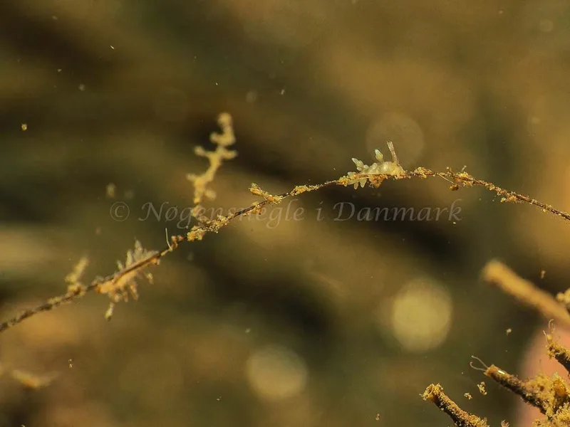 Eubranchus scintillans - Kollund Mole - Foto: Jens Egon Jørgensen