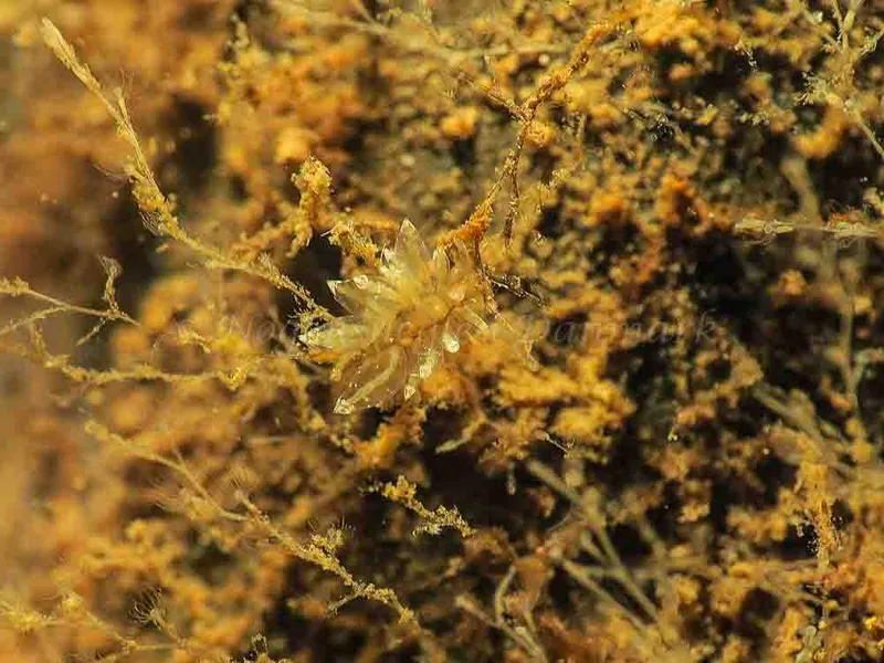 Amphorina viriola - Kollund Mole - Foto: Jens Egon Jørgensen