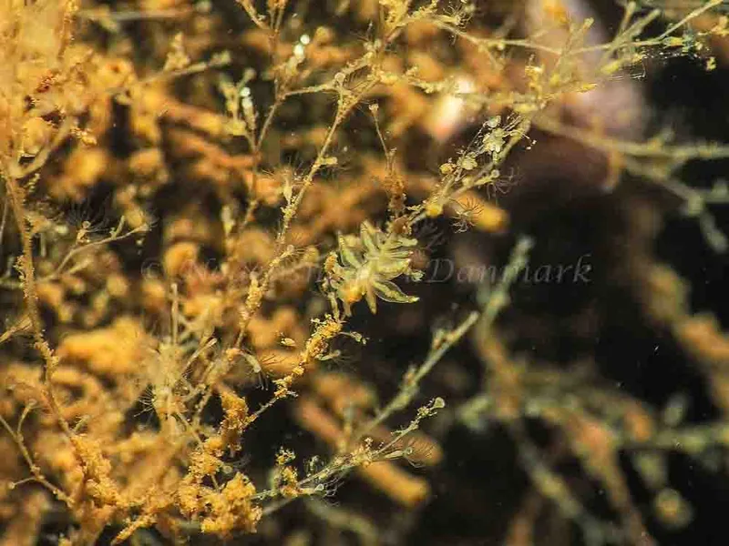 Amphorina viriola - Kollund Mole - Foto: Jens Egon Jørgensen