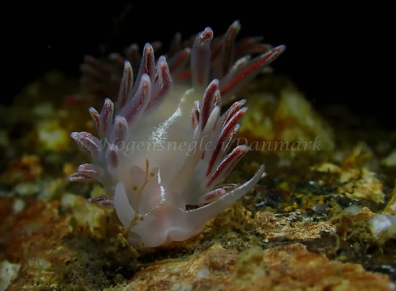 Coryphella monicae - Ammoniakhavnen - Foto: Ivar Albertsen