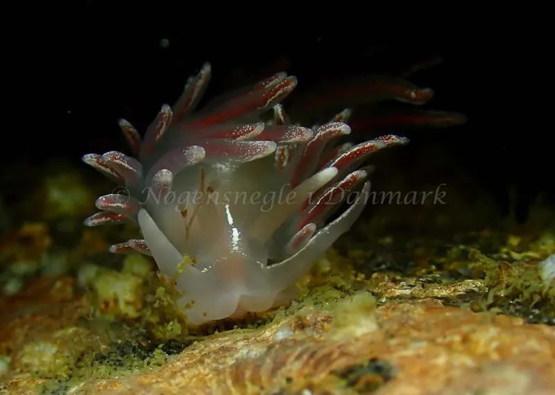 Coryphella monicae - Ammoniakhavnen - Foto: Ivar Albertsen