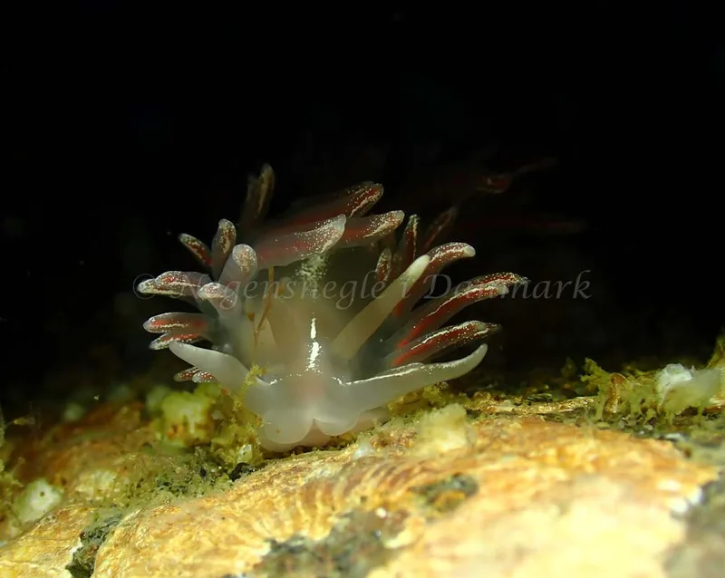 Coryphella monicae - Ammoniakhavnen - Foto: Ivar Albertsen
