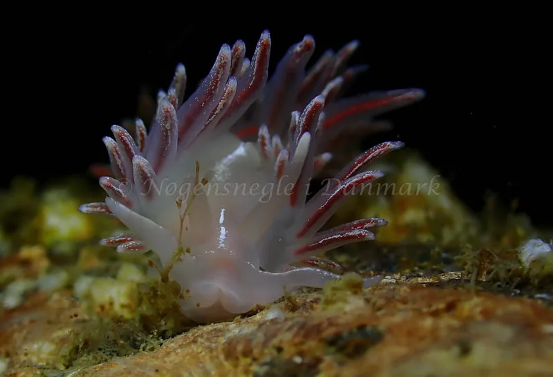 Coryphella monicae - Ammoniakhavnen - Foto: Ivar Albertsen