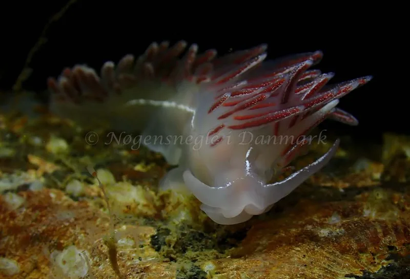 Coryphella monicae - Ammoniakhavnen - Foto: Ivar Albertsen