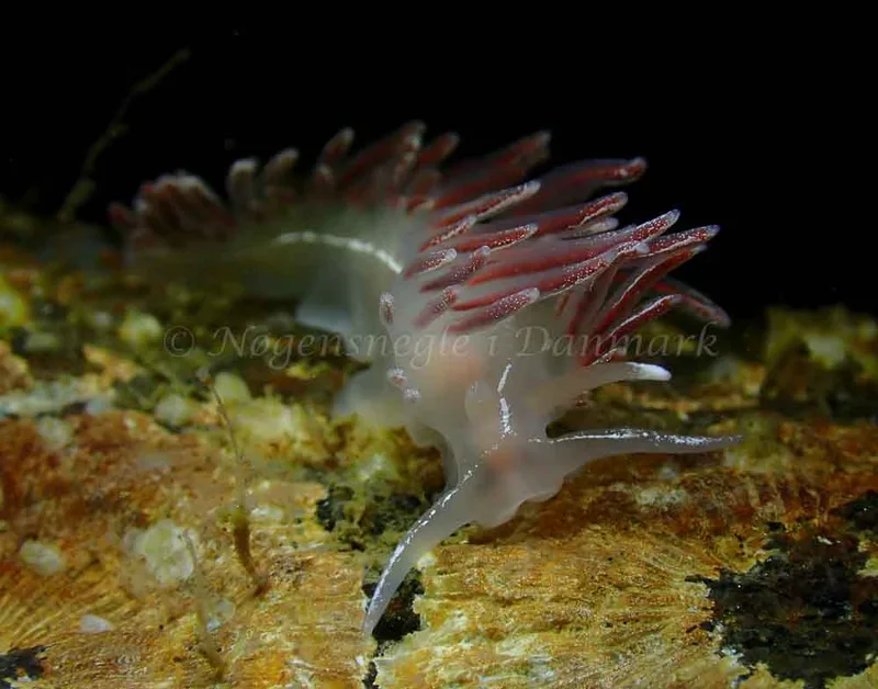 Coryphella monicae - Ammoniakhavnen - Foto: Ivar Albertsen