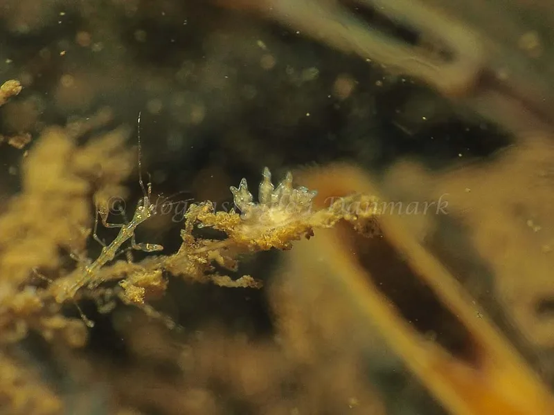 Eubranchus scintillans - Kollund Mole - Foto: Jens Egon Jørgensen