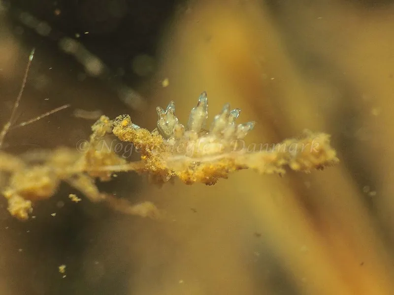 Eubranchus scintillans - Kollund Mole - Foto: Jens Egon Jørgensen