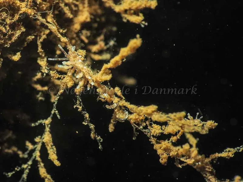 Eubranchus rupium - Kollund Mole - Foto: Jens Egon Jørgensen