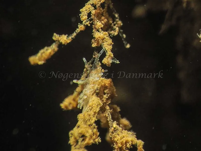 Eubranchus rupium - Kollund Mole - Foto: Jens Egon Jørgensen