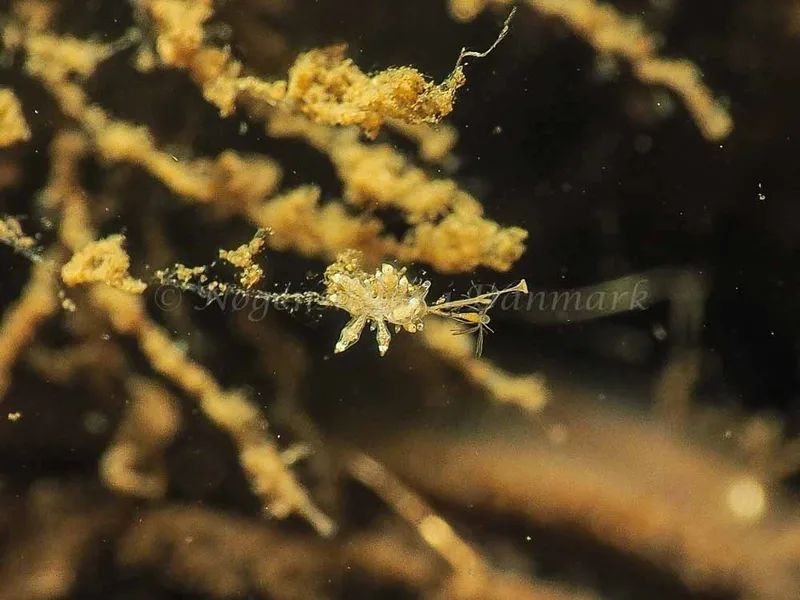 Eubranchus scintillans - Kollund Mole - Foto: Jens Egon Jørgensen