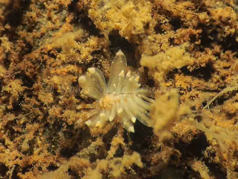 Amphorina viriola - Kollund Mole - Foto: Jens Egon Jørgensen
