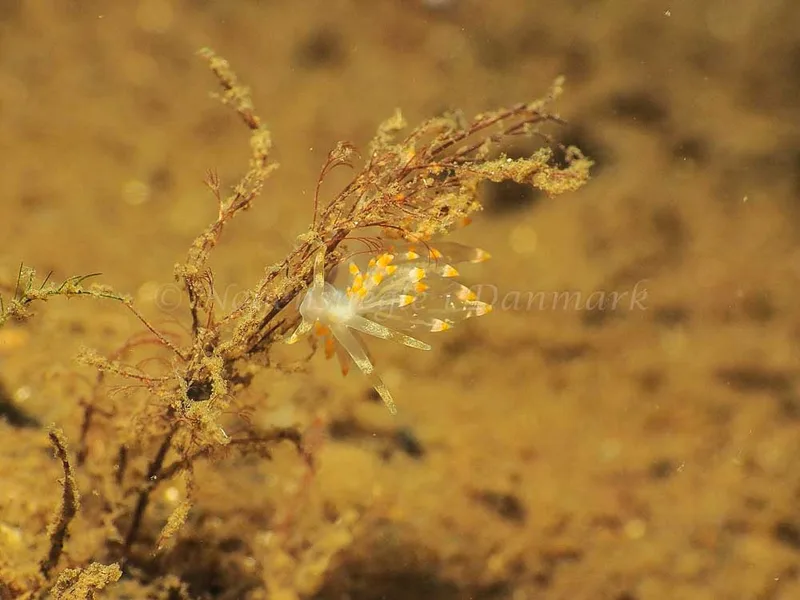 Amphorina viriola - Kollund Mole - Foto: Jens Egon Jørgensen