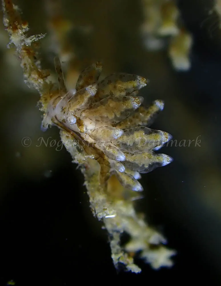 Eubranchus scintillans - Ammoniakhavnen - Foto: Ivar Albertsen