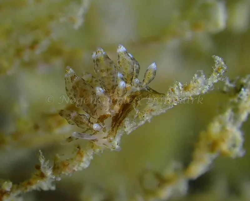 Eubranchus scintillans - Ammoniakhavnen - Foto: Ivar Albertsen