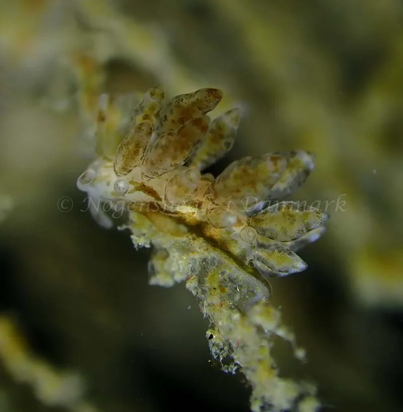 Eubranchus scintillans - Ammoniakhavnen - Foto: Ivar Albertsen