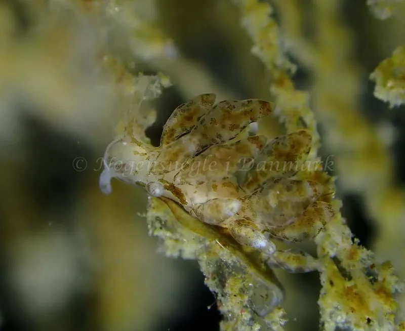 Eubranchus scintillans - Ammoniakhavnen - Foto: Ivar Albertsen