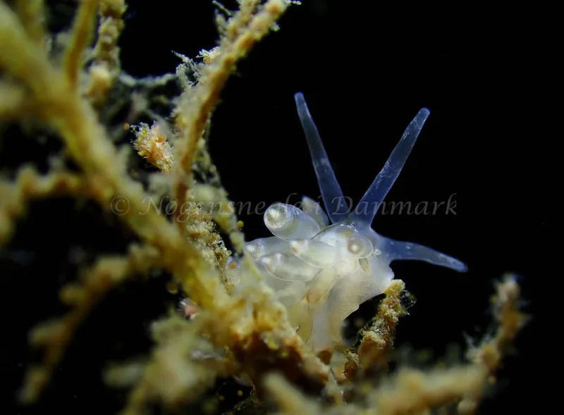 Eubranchus viriola - Ammoniakhavnen - Foto: Ivar Albertsen