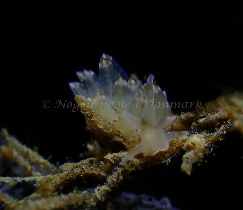 Eubranchus viriola - Ammoniakhavnen - Foto: Ivar Albertsen