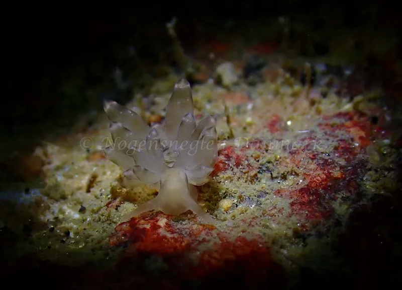 Eubranchus viriola - Ammoniakhavnen - Foto: Ivar Albertsen