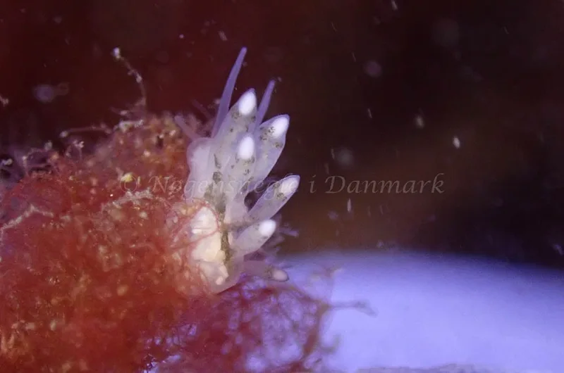 Tergipes tergipes - Molslinjen Mole, Aarhus - Foto: Per Søndergaard