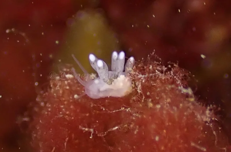 Tergipes tergipes - Molslinjen Mole, Aarhus - Foto: Per Søndergaard