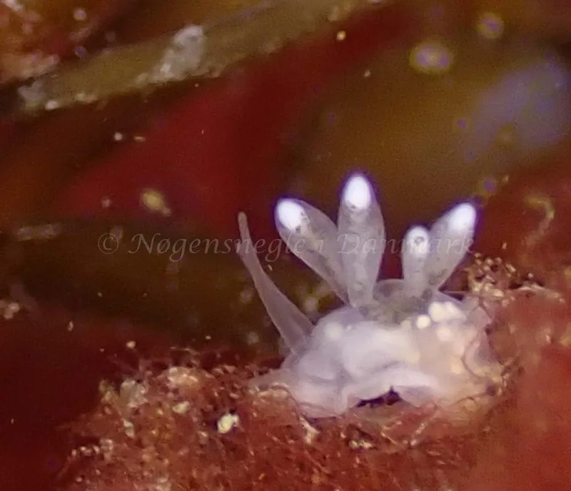 Tergipes tergipes - Molslinjen Mole, Aarhus - Foto: Per Søndergaard