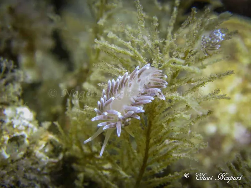 Cuthonella concinna - Søbadet - Foto: Claus Neupart
