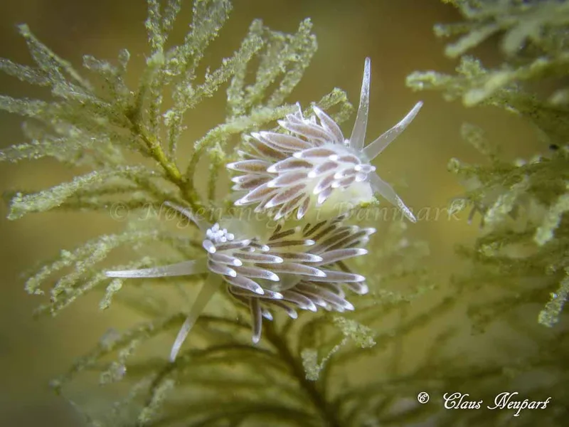 Cuthonella concinna - Søbadet - Foto: Claus Neupart