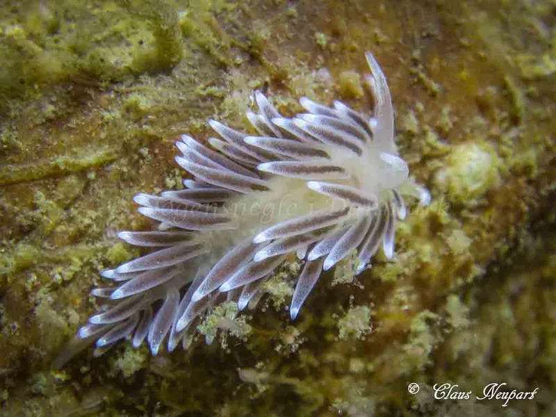 Cuthonella concinna - Søbadet - Foto: Claus Neupart