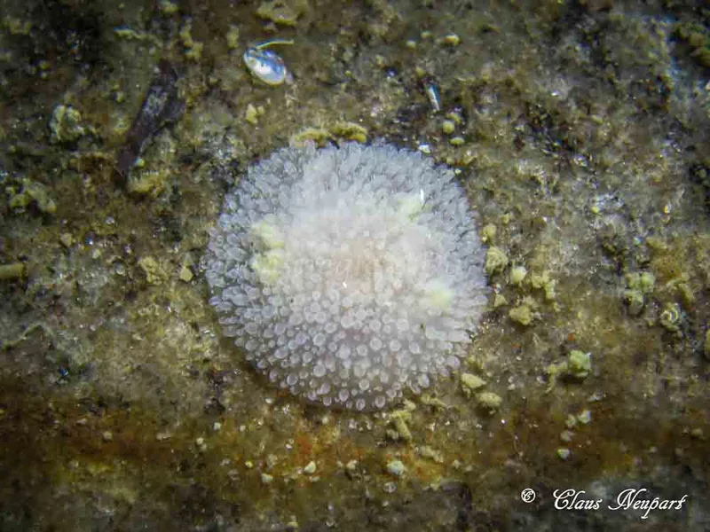 Acanthodoris pilosa - Søbadet - Foto: Claus Neupart