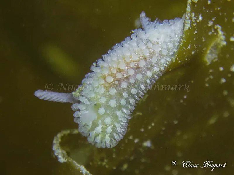Onchidoris muricata - Søbadet - Foto: Claus Neupart