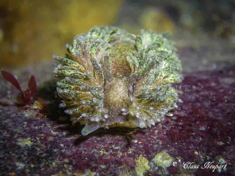 Aeolidia papillosa - Søbadet - Foto: Claus Neupart