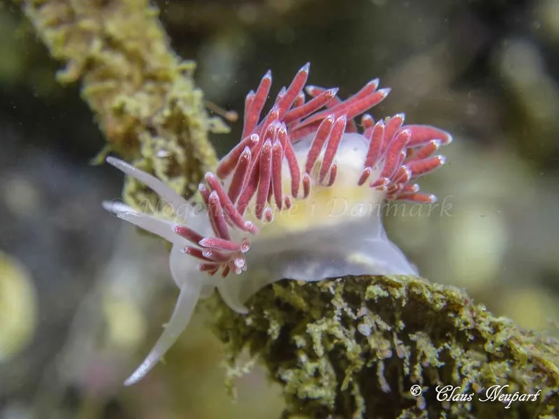 Coryphella verrucosa - Søbadet - Foto: Claus Neupart